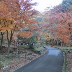 大棚の滝 