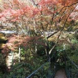 大棚の滝