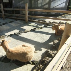 小さな遊園地と動物ふれあいコーナー