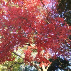 玉澤妙法華寺