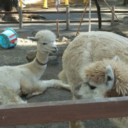 小さな遊園地と動物ふれあいコーナー