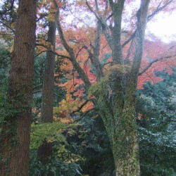 須津川渓谷橋