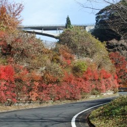 大棚の滝