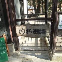 小さな遊園地と動物ふれあいコーナー