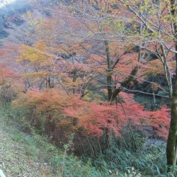 大棚の滝