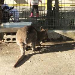 小さな遊園地と動物ふれあいコーナー