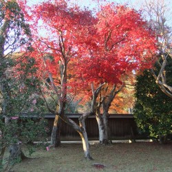 玉澤妙法華寺