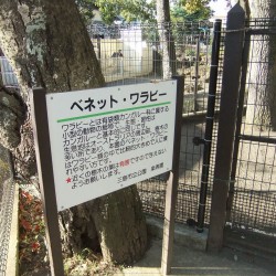 小さな遊園地と動物ふれあいコーナー