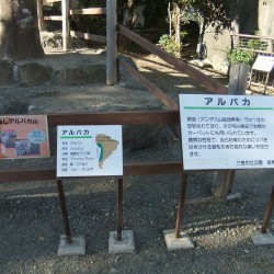 小さな遊園地と動物ふれあいコーナー