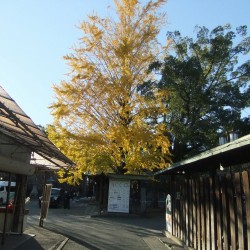 「三嶋大社」の紅葉