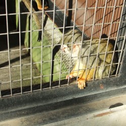 小さな遊園地と動物ふれあいコーナー