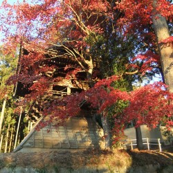 玉澤妙法華寺