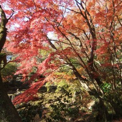 かぬきやま・三島・紅葉 338