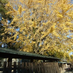 「三嶋大社」の紅葉