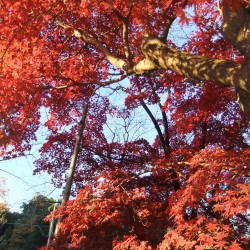 玉澤妙法華寺