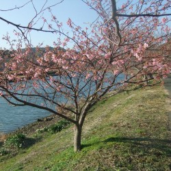 青野川河口の桜