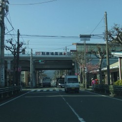 河津桜祭り・