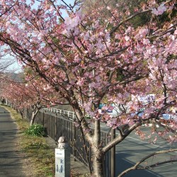 青野川河口の桜