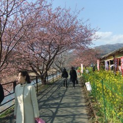 河津桜祭り