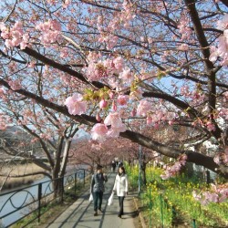 河津桜祭り