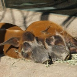 動物園