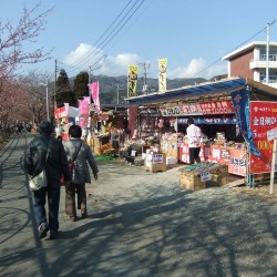 河津桜祭り