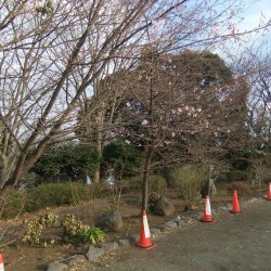 岩本山