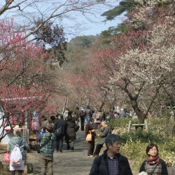 熱海梅祭り