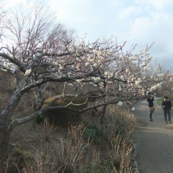 岩本山