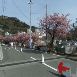 熱海梅祭り