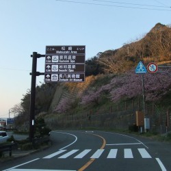 河津桜