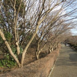 岩本山