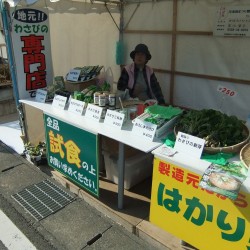 河津桜祭り