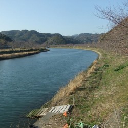 青野川河口の桜
