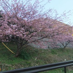 河津桜