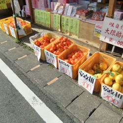 河津桜祭り