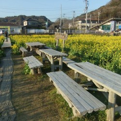 菜の花畑