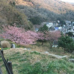 河津桜