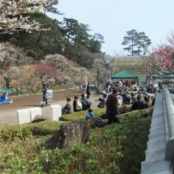 熱海梅祭り