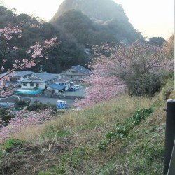 河津桜