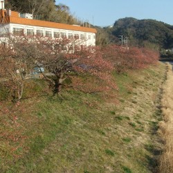 河津桜