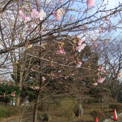 岩本山