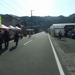 河津桜祭り