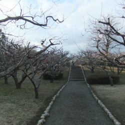 岩本山