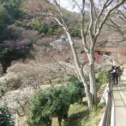 熱海梅祭り