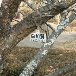 岩本山