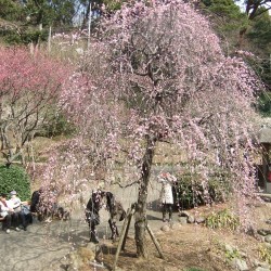 熱海梅祭り