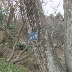 岩本山