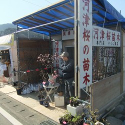 河津桜祭り