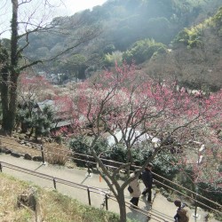 熱海梅祭り